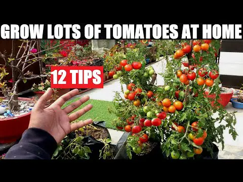 Grow Lots of Tomatoes | 12 Tips | Complete Growing Guide
