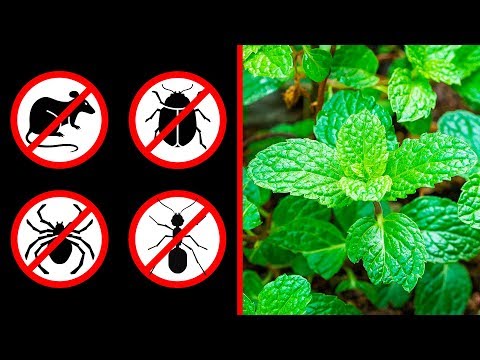 If You Get This Plant at Home, You’ll Never See Mice, Spiders, or Ants Again