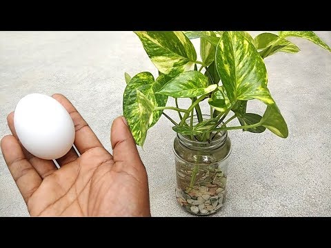 Best natural fertilizer for any water plants | Homemade free fertilizer