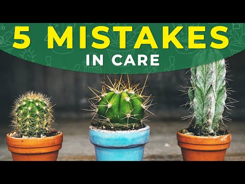 5 COMMON MISTAKES IN CACTUS CARE