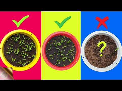 7 FATAL MISTAKES: Why Seeds Not Germinating or Sprouting?
