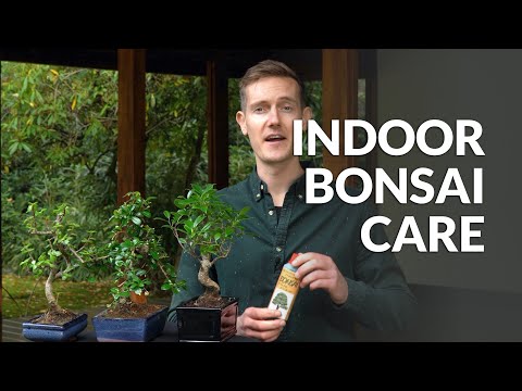 Indoor Bonsai care