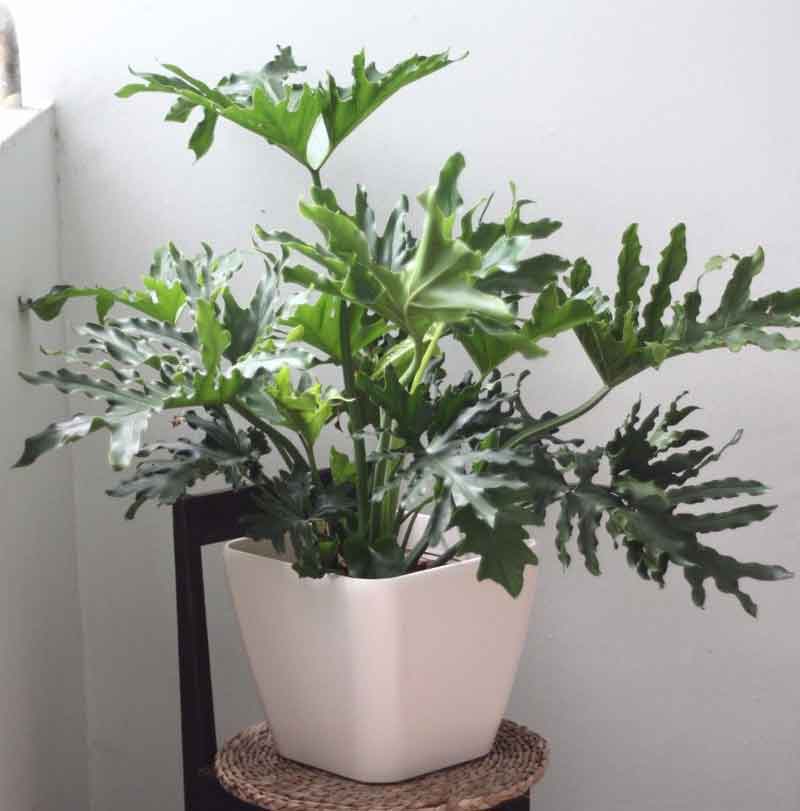 Companion plants for pothos
