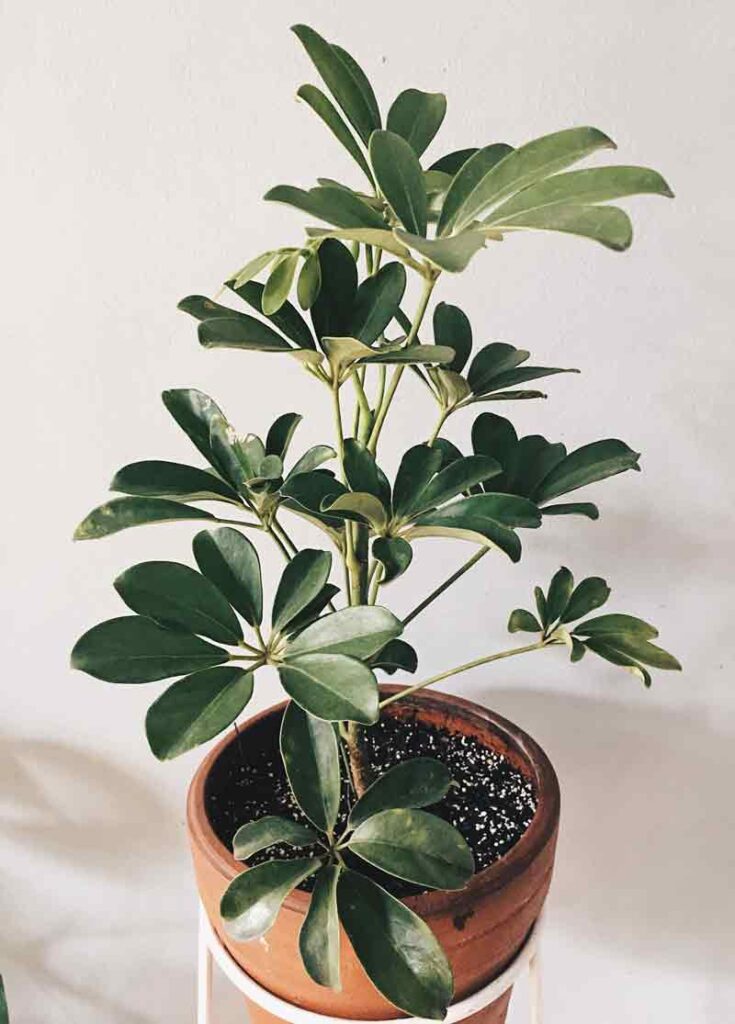 Schefflera companion plants