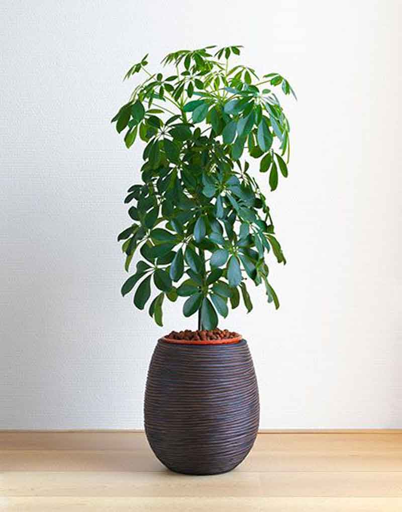 Schefflera companion plants