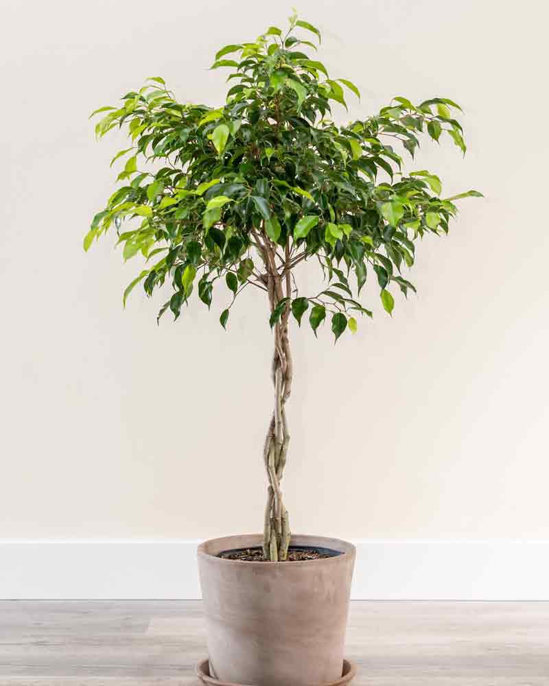 Schefflera companion plants