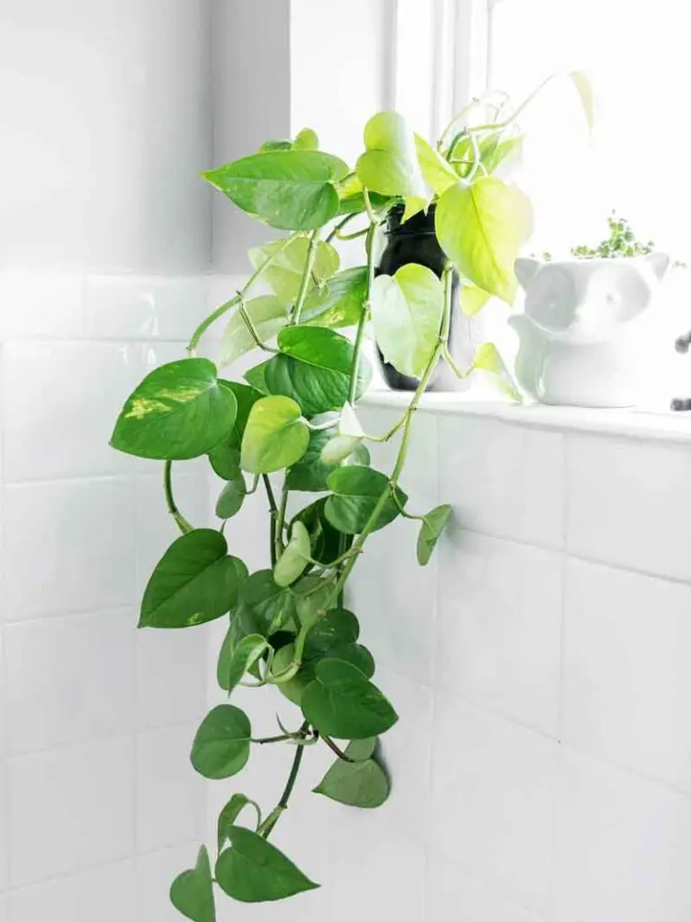 Companion plants for pothos