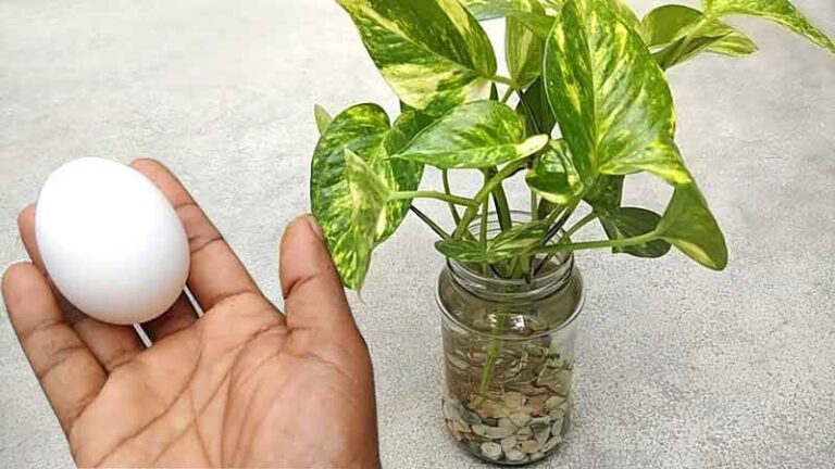 Homemade Fertilizer For Plants Growing In Water Indoor
