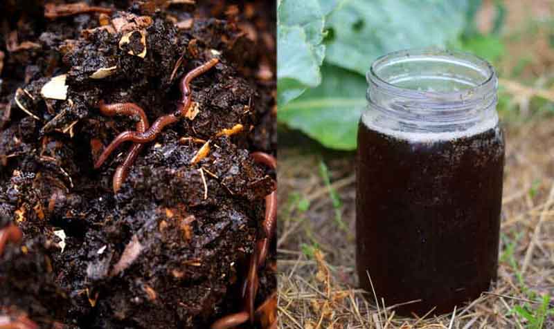 Learn how to make homemade fertilizer for plants growing in water. It's easier than you'd think! This article includes a recipe, step-by-step instructions, and helpful tips.