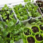 How to Fertilize an Indoor Vegetable Garden?