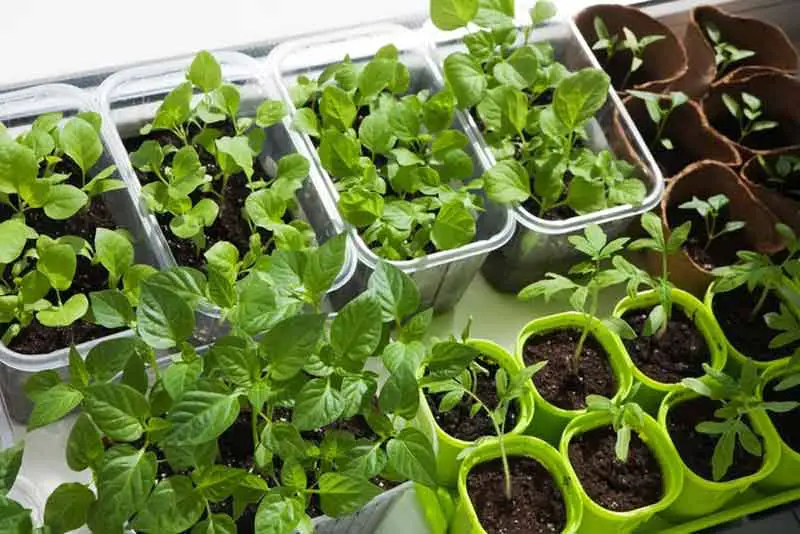 How To Fertilize An Indoor Vegetable Garden