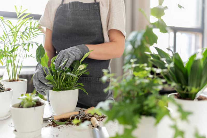 How To Fertilize An Indoor Vegetable Garden?