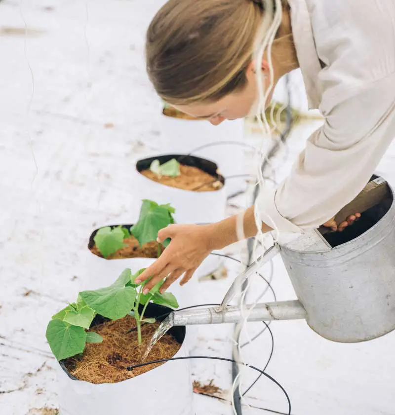 How To Fertilize An Indoor Vegetable Garden?