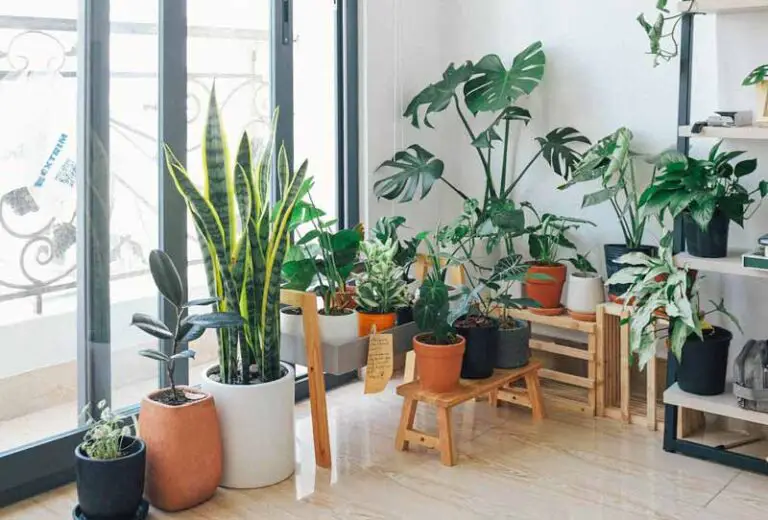 The Ultimate Guide to Gardening in an Apartment, Without a Balcony