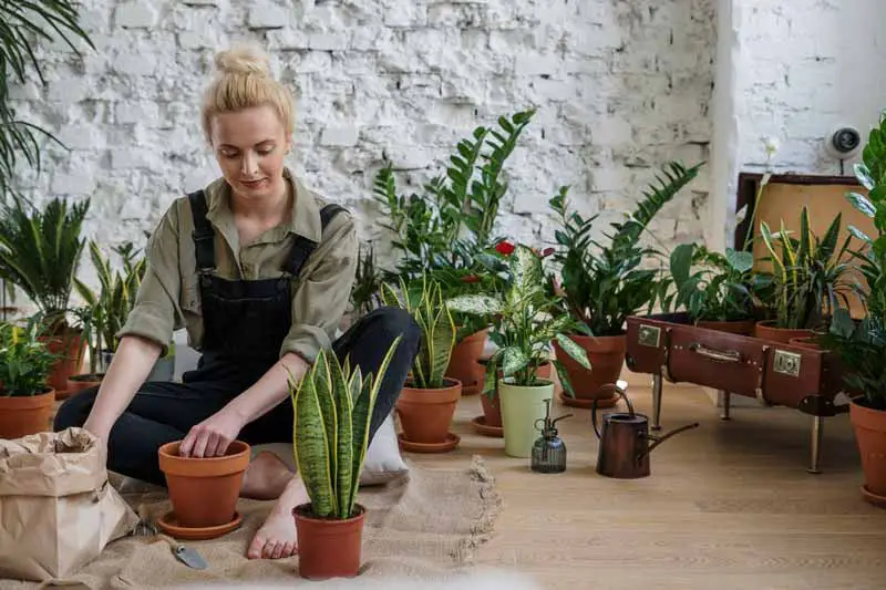 Learn how apartment dwellers can enjoy gardening without access to a balcony or yard space. This article includes indoor gardening tips for apartment dwellers who want fresh air and growing things that they've grown themselves.