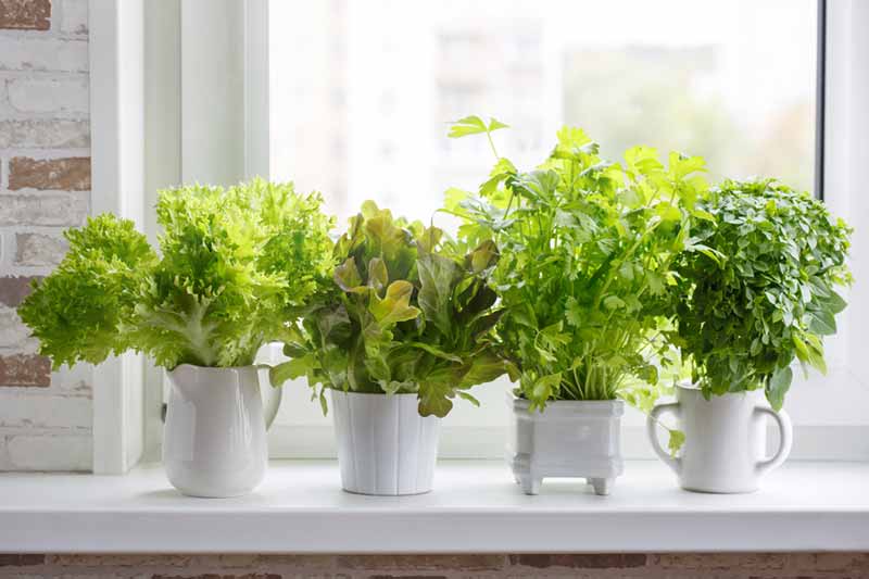 Learn how apartment dwellers can enjoy gardening without access to a balcony or yard space. This article includes indoor gardening tips for apartment dwellers who want fresh air and growing things that they've grown themselves.