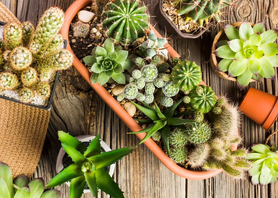 Growing a Cactus Collection Indoors A Guide to Success