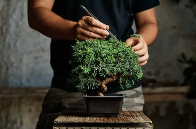 Immerse yourself in the captivating world of indoor bonsai forests. Discover tree selection, design techniques, and maintenance tips to create your own miniature paradise at home. Unleash the artistry of nature! #IndoorBonsai #MiniatureGardens #IndoorGardening.