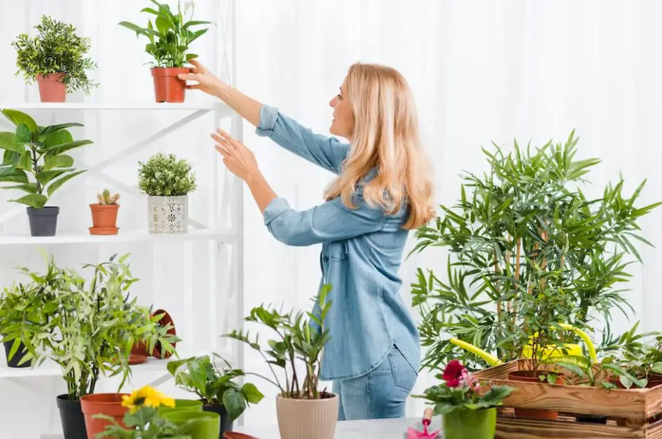 Vertical Gardening Indoors Maximizing Space and Greenery