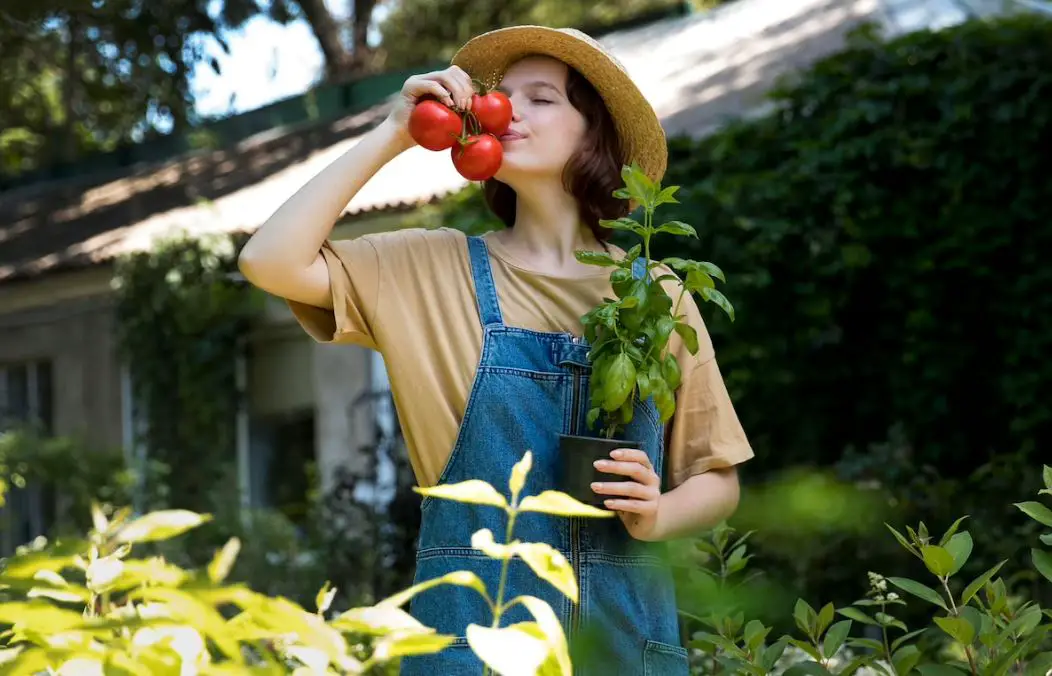 Discover proven techniques and organic amendments to make your garden tomatoes irresistibly sweet. Enhance flavor and savor mouthwatering, sugary tomatoes. #HomeGrownDelights #GardenFlavor #SweetTomatoes