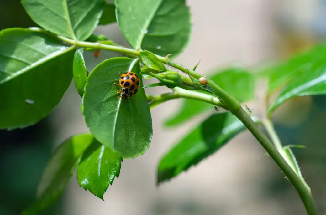 How Do You Use Neem Oil as a Pesticide: What Bugs Does Neem Oil Kill ...