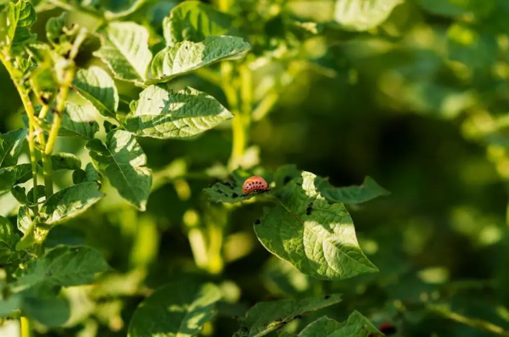 Master the Art of Neem Oil: Safely control pests & nurture plants! Discover tips, FAQs, and more. Your garden's secret weapon unveiled.