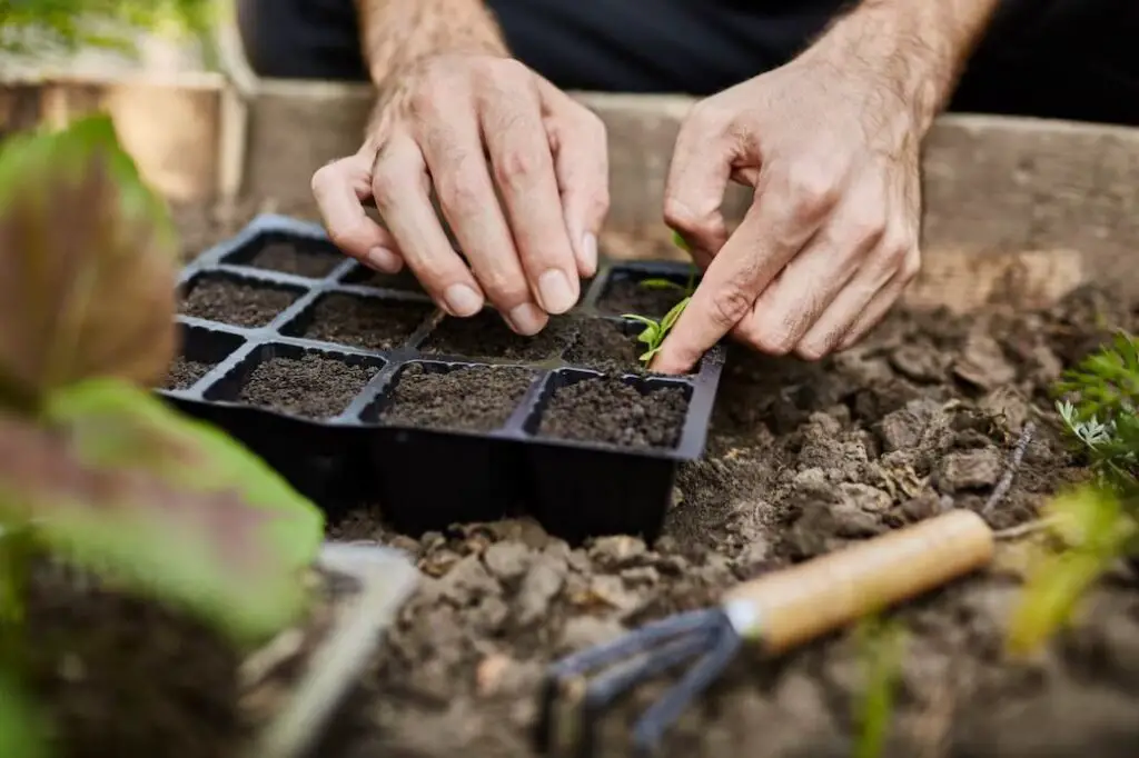 How to Start a Vegetable Garden from Scratch - Discover the secrets of planning a bountiful vegetable garden! From layout design to maximizing yields, your green paradise awaits.