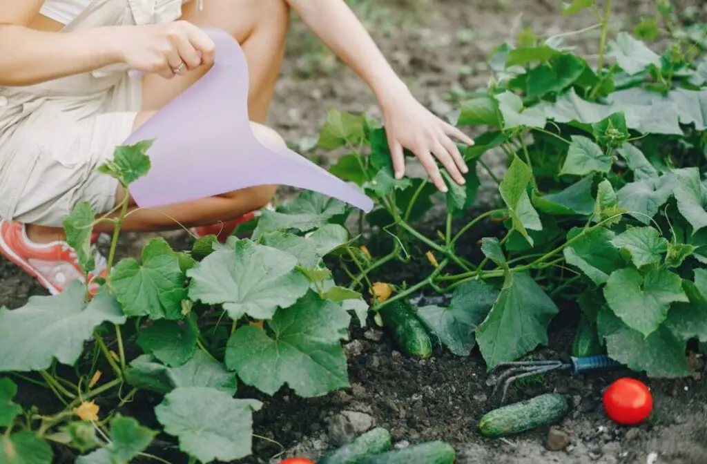 How to Start a Vegetable Garden from Scratch - Discover the secrets of planning a bountiful vegetable garden! From layout design to maximizing yields, your green paradise awaits.