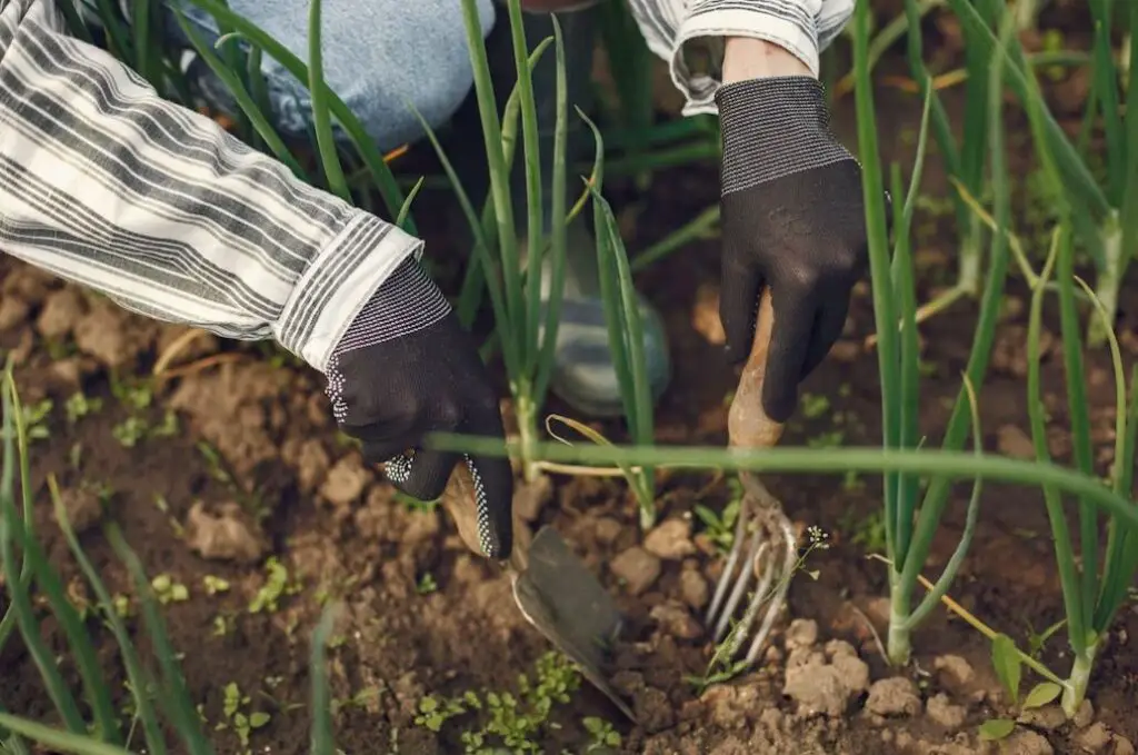 How to Start a Vegetable Garden from Scratch - Discover the secrets of planning a bountiful vegetable garden! From layout design to maximizing yields, your green paradise awaits.