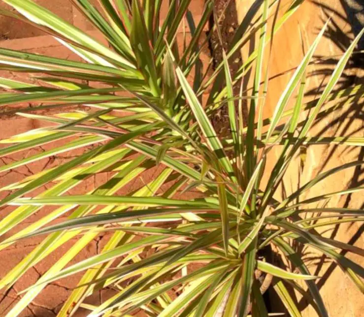 Can Dracaena Marginata Take Full Sun? – Does Dracaena Marginata Need Much Light?