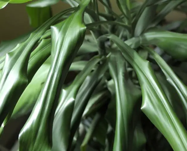 Why Do Dracaena Leaves Curl - 12 Reasons For Dracaena Curling Leaves.