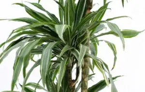 how often do you water a dracaena plant