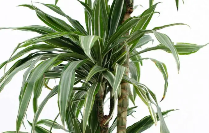 how often do you water a dracaena plant