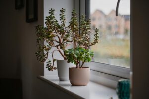 Are your Bird of Paradise leaves curling inward? Don't panic! Learn how to save your plant with these expert tips and revive its lush beauty. Say goodbye to leaf curling worries and hello to vibrant greenery once again!